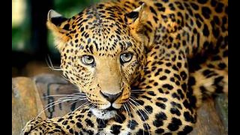 National Geographic Documentary - The Greatest Apex Predators on Earth