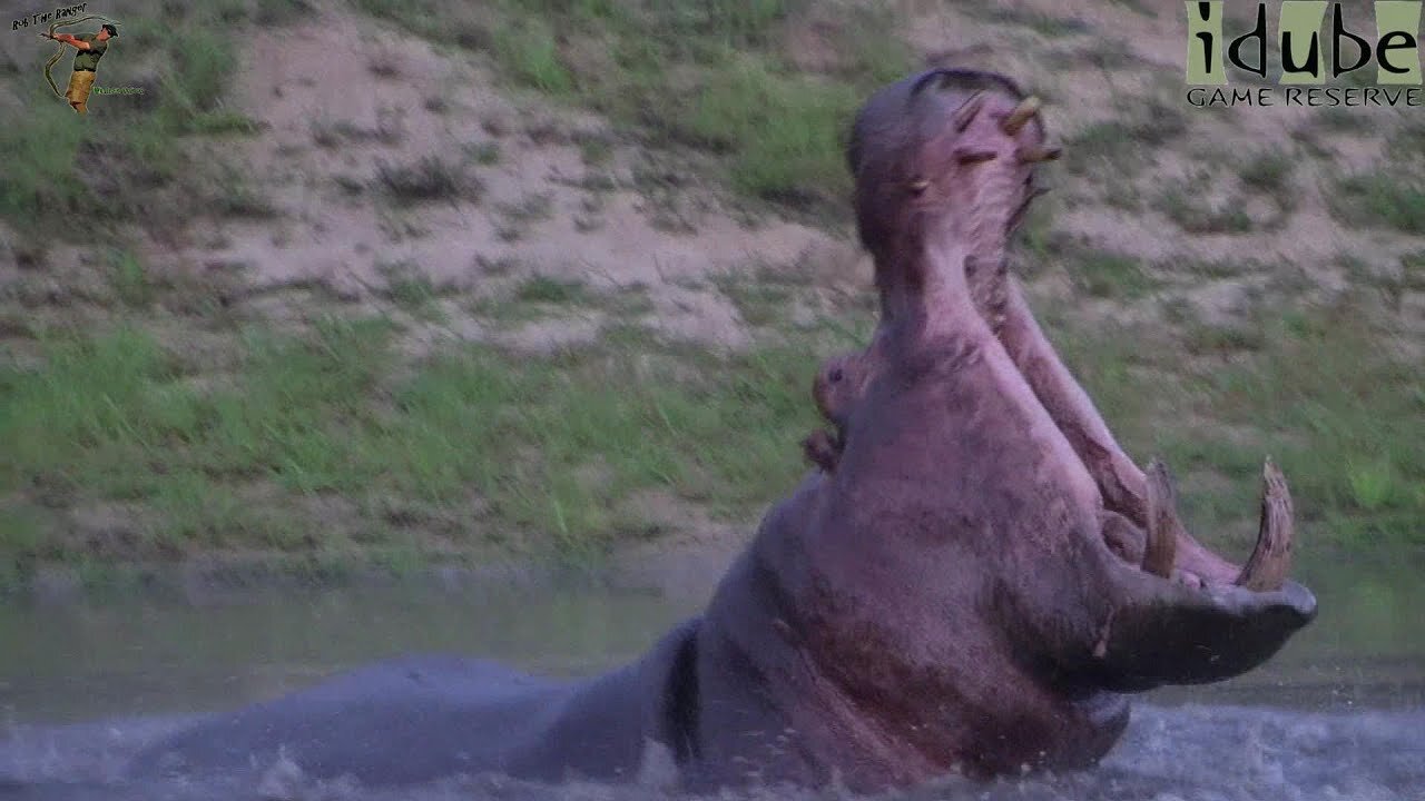 Aggressive Bull Hippo Displaying His Tusks