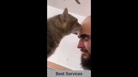 Best Funny Cat Videos