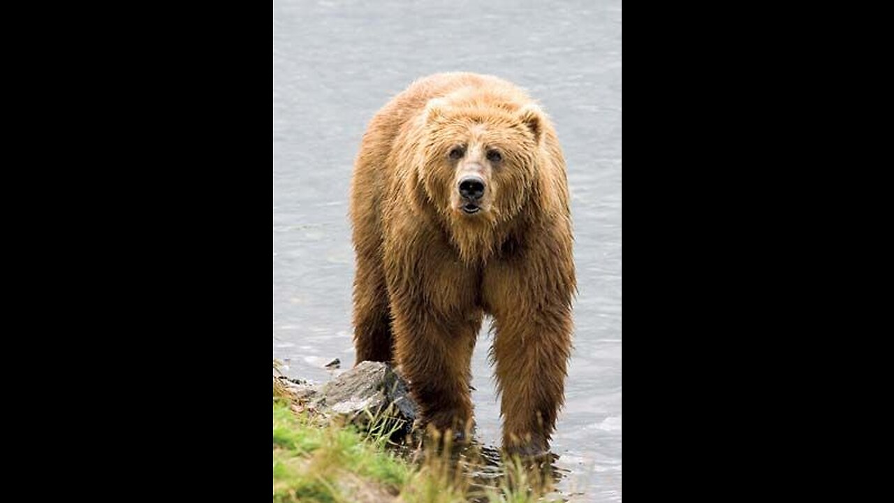 Brown bear video | bear status video