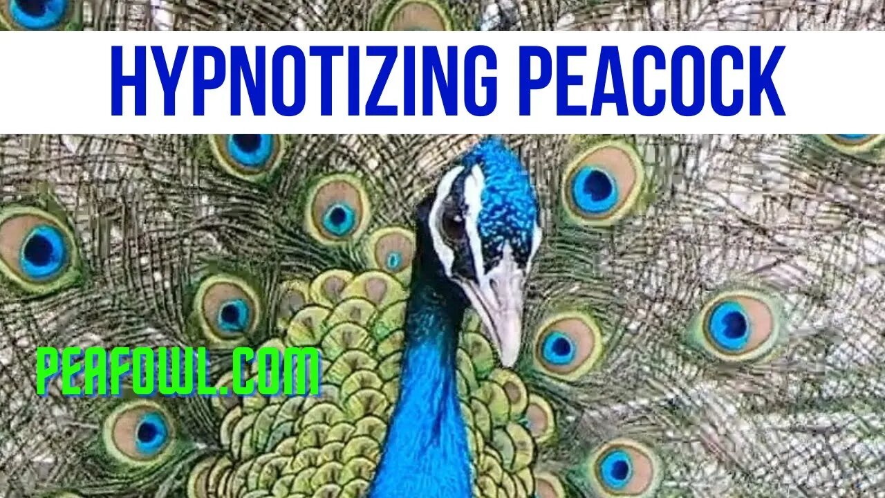 Hypnotizing Peacock, Peacock Minute, peafowl.com