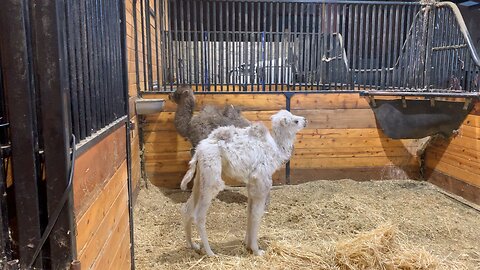 Baby Milo and Phyllis at 3 weeks old