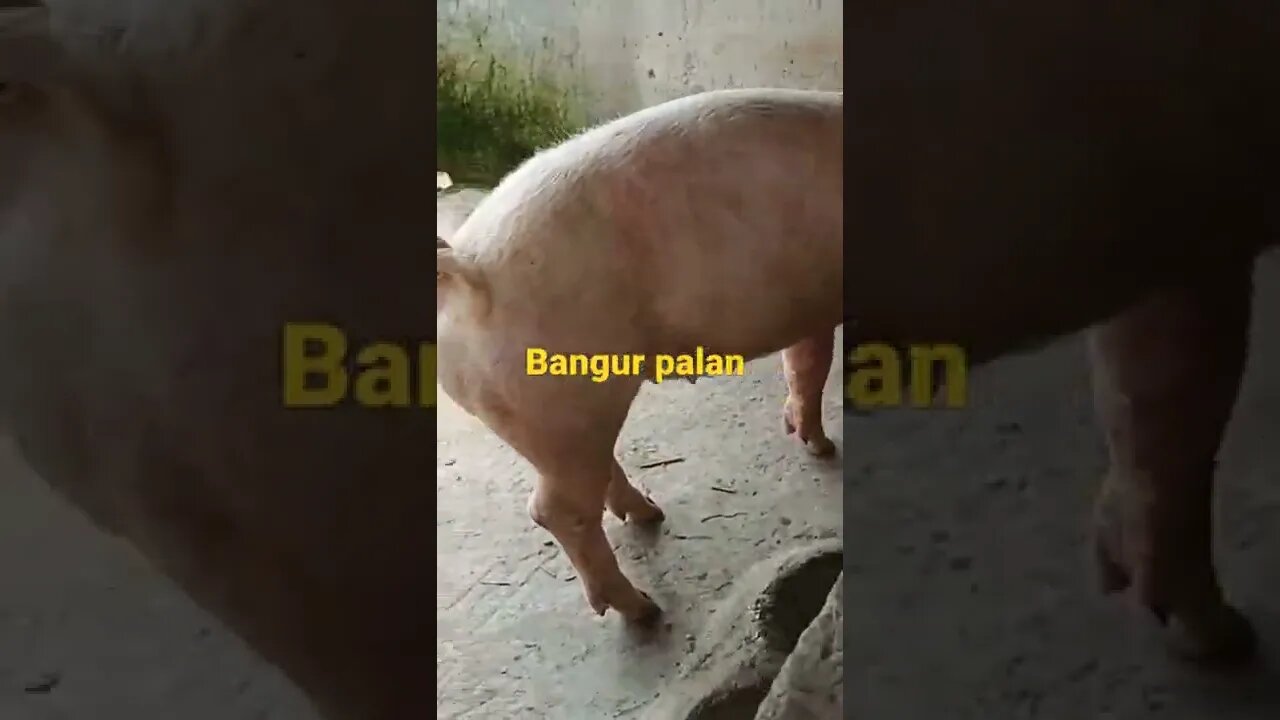 bangur palan nepal / pig farm Nepal #jeetraj #villagers #motovlog