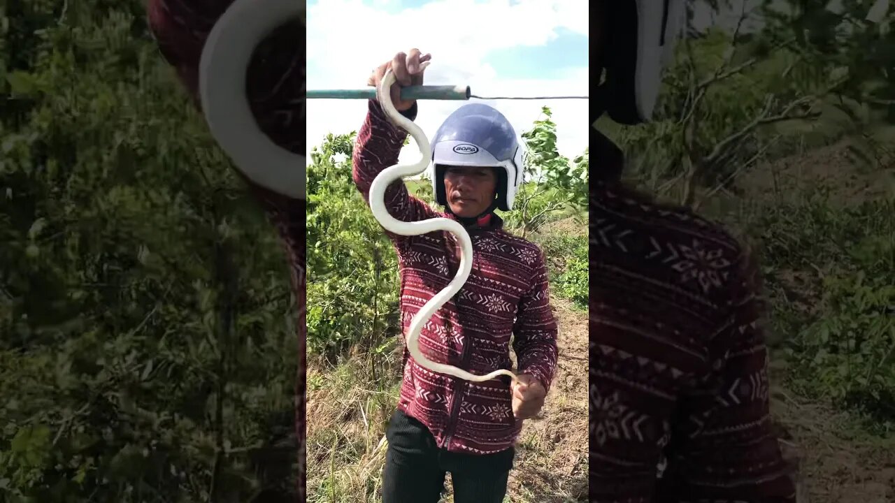 #Short video of beautiful radiated rat snake