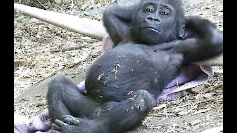 Funny monkeys bathe in a very funny way