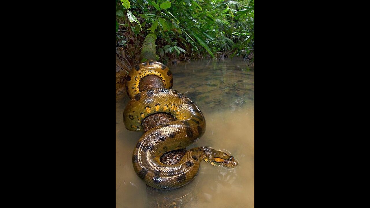 Anaconda eating beef