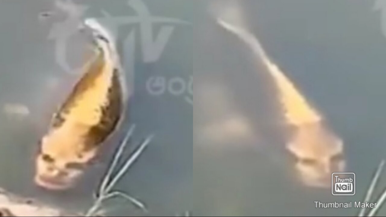 Fish Human like Face 😲😲spotted in chinese village