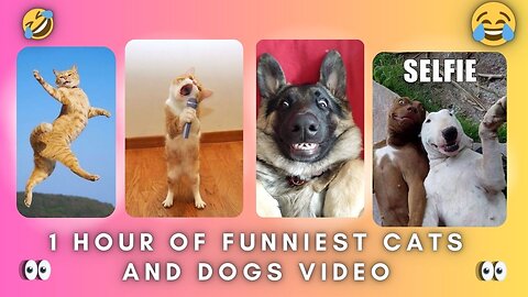 "60 Minutes of Pure Furry Joy That Will Make Your Day!"