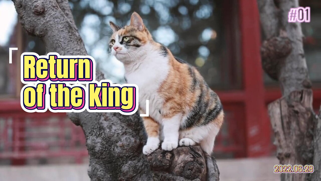 The peak of the cat's face, the breath of the king, the return of the king