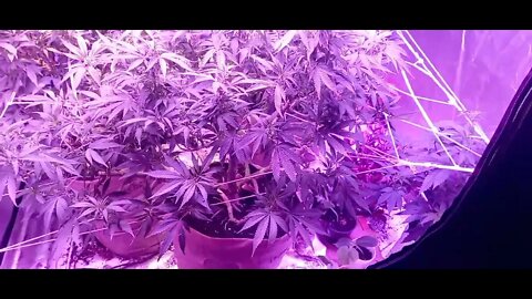 Blooming Cannabis. Male ? Or Female? what Do you Think??? Cannabis Gender Cannabis. @420Growing