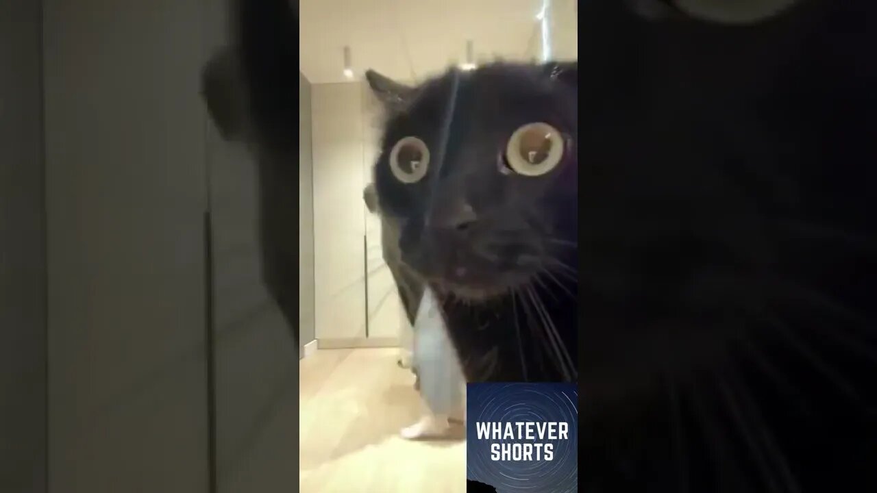 This cat needs help from these people #shorts #cat #funny #animals