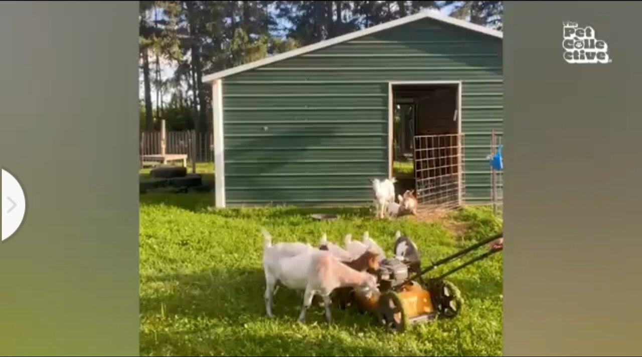New funny funniest animal 🤣 🐕🐴😅😅