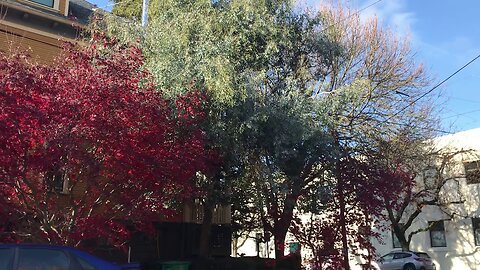 Unknown Eucalyptus as a street tree