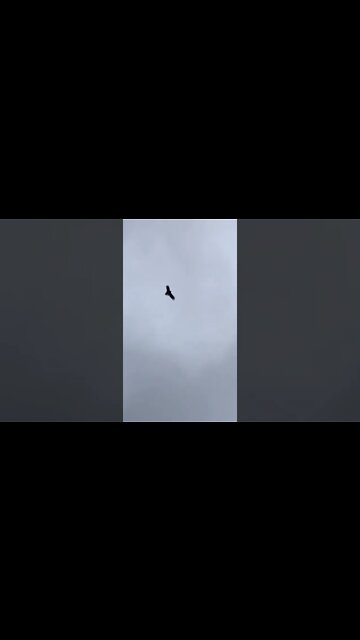 Wedge tail eagle circles our birds and dogs from above for a meal!