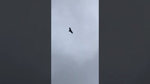 Wedge tail eagle circles our birds and dogs from above for a meal!