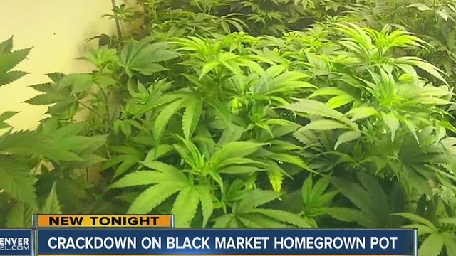 Crackdown on black market homegrown pot