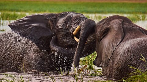 Two Funny Elephant in the Jungle