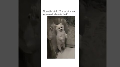 😂😂 #shorts #shortsvideo #funny #fyp #dog #bark #elevator