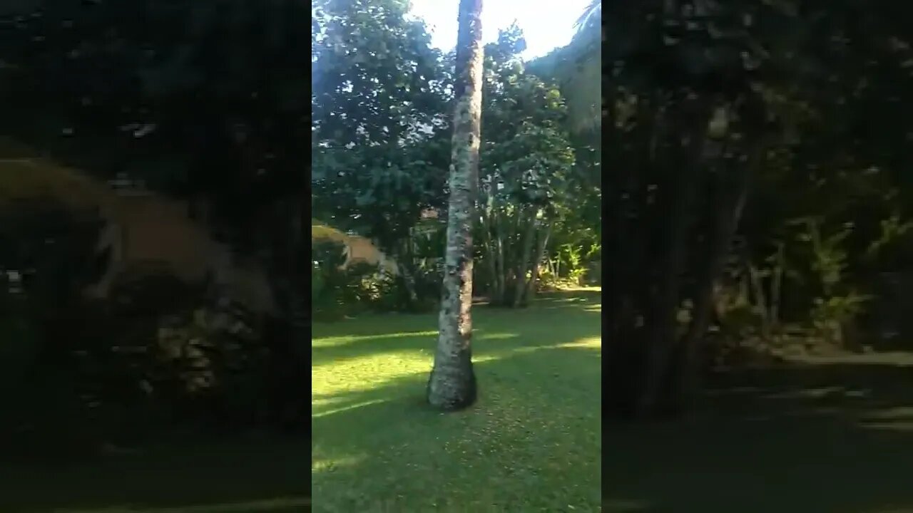 vídeos shorts do kawai #shorts