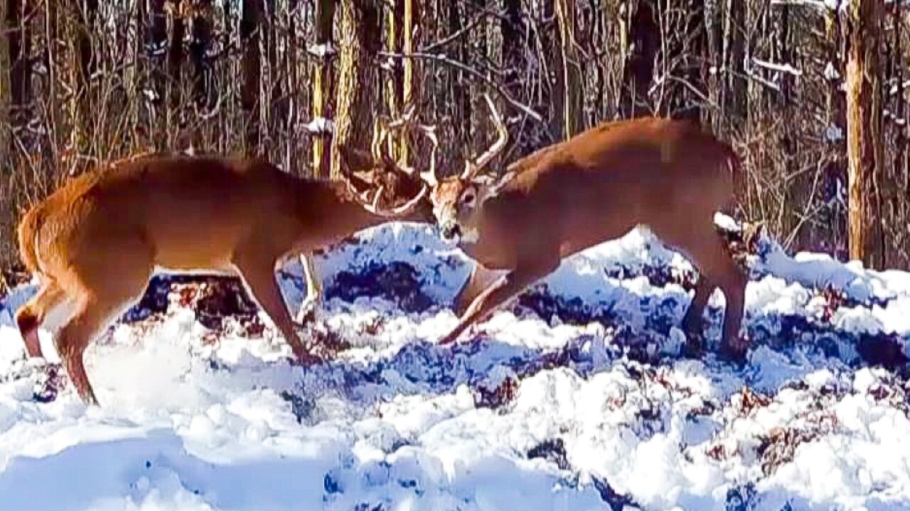 White tail bucks sparring atop the huge leaf pile!