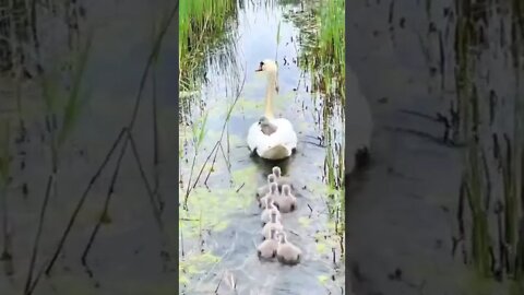 sempre tem um folgado na família 🤣🤣🤣