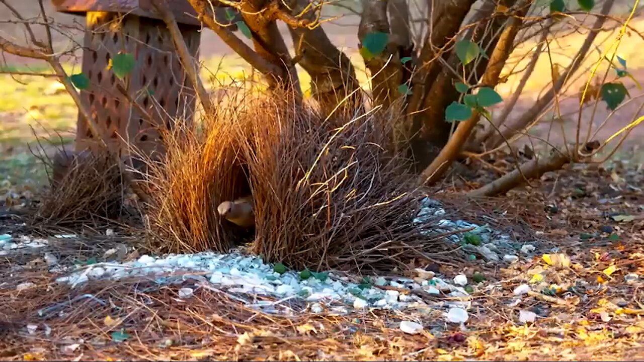 15 Most Amazing Nests in the Animals World Videos