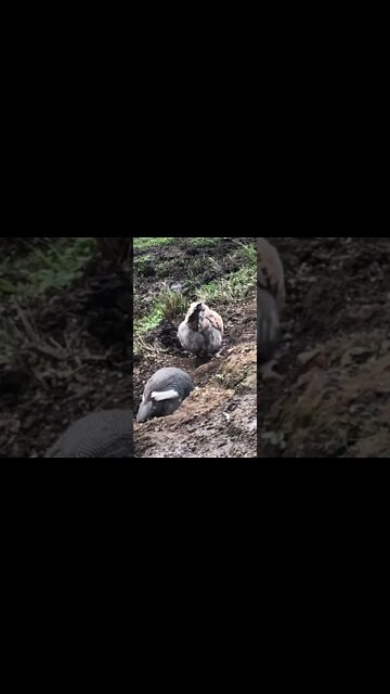 14 week old chickens with their guinea fowl
