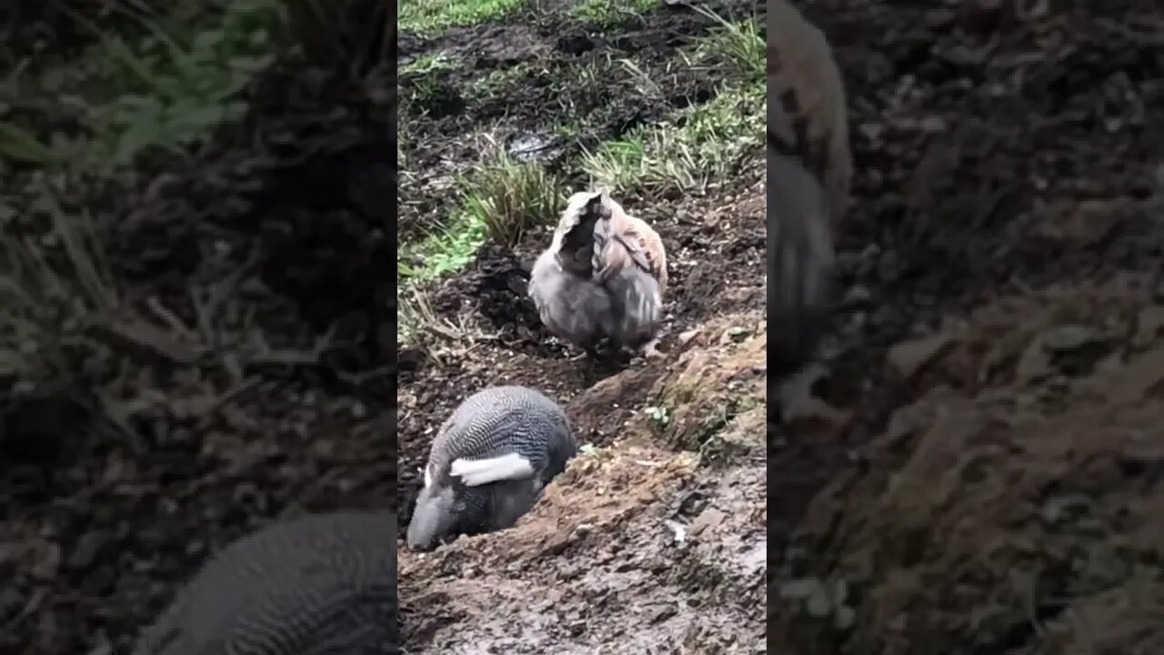 14 week old chickens with their guinea fowl