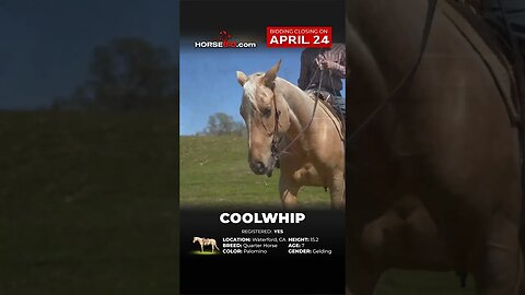 ❄️𝗖𝗢𝗢𝗟𝗪𝗛𝗜𝗣❄️ - Ranch, Rides English, Lays down...Take him any direction! Available through 4/24!
