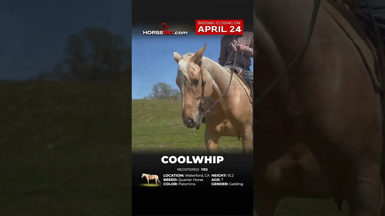 ❄️𝗖𝗢𝗢𝗟𝗪𝗛𝗜𝗣❄️ - Ranch, Rides English, Lays down...Take him any direction! Available through 4/24!