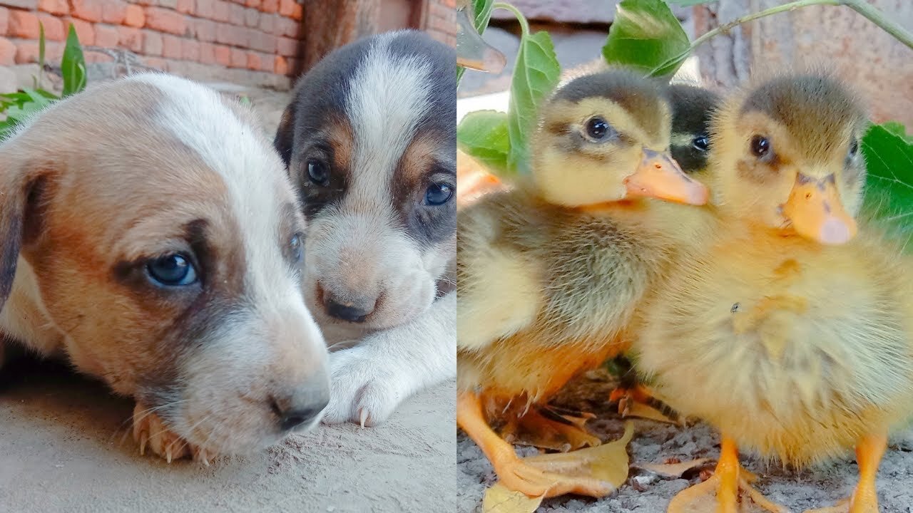 cute baby dog play with Duckling