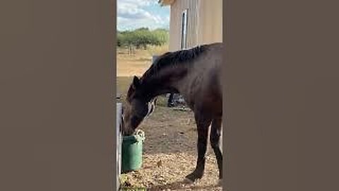 Horse Play #shorts