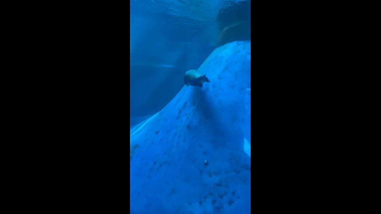 Melbourne Zoo