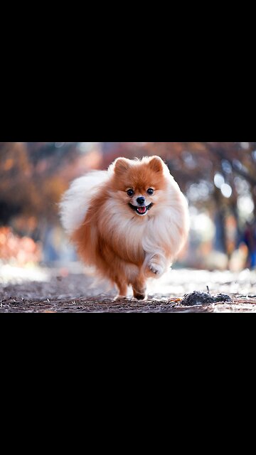 Beautiful dog breeds