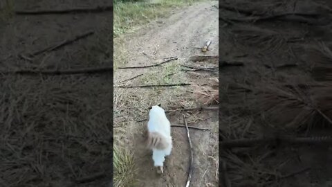 Herding cats or cat!
