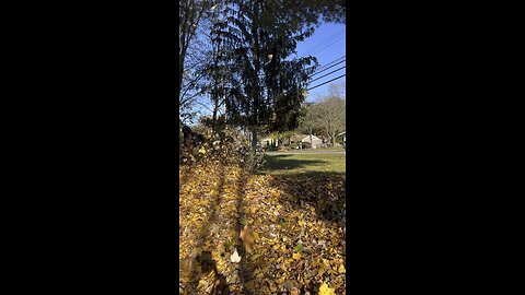 I Blow All The Leaves On The Neighbor’s Yard!🌬️🍂