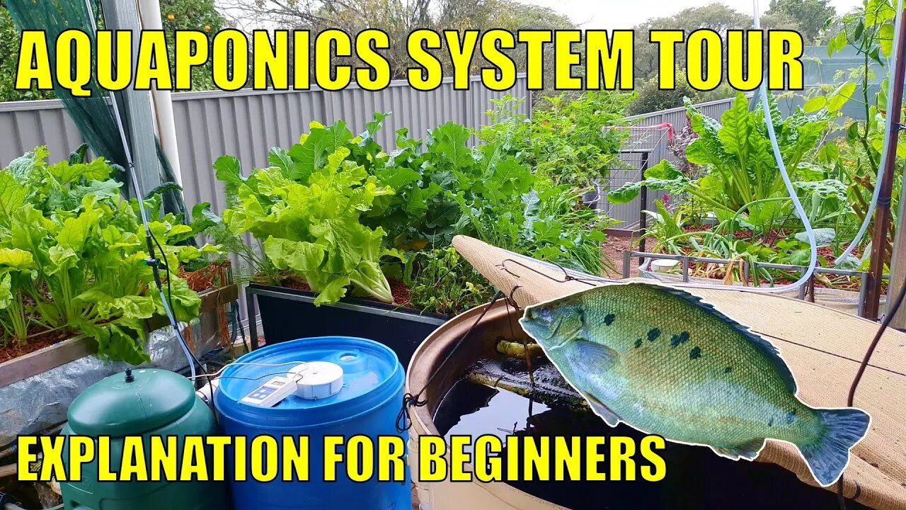 Aquaponics System Explanation & Walkthrough for Beginners