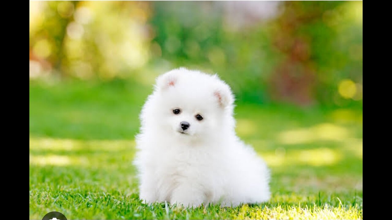 Cute puppy animal