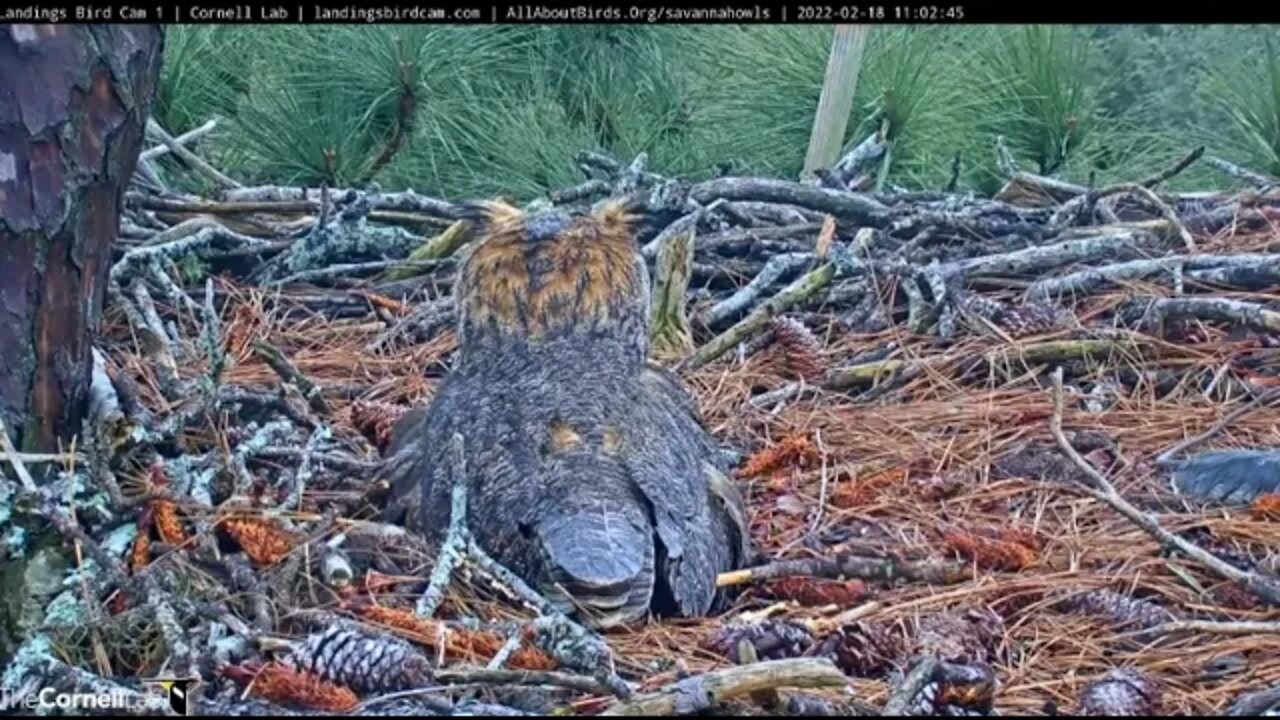 🥚 A Glimpse At The Pipping Egg 🦉 2/18/22 11:01