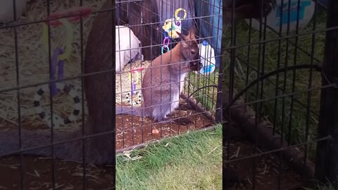 SAVAGE WALLABY EATS OWN HANDS