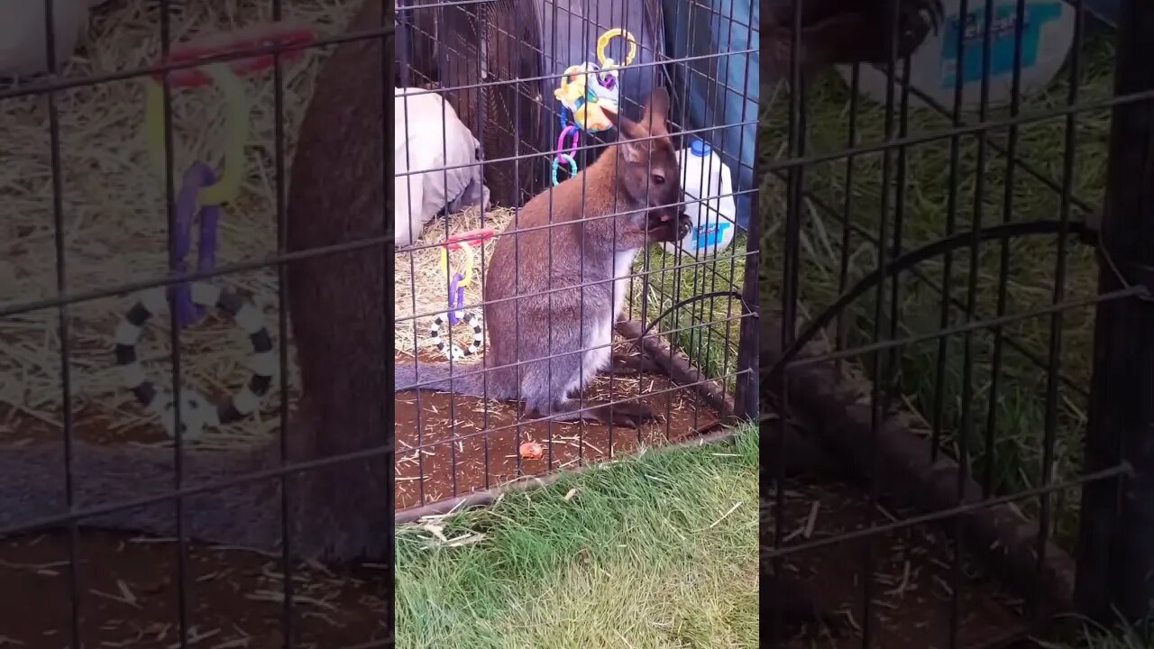SAVAGE WALLABY EATS OWN HANDS