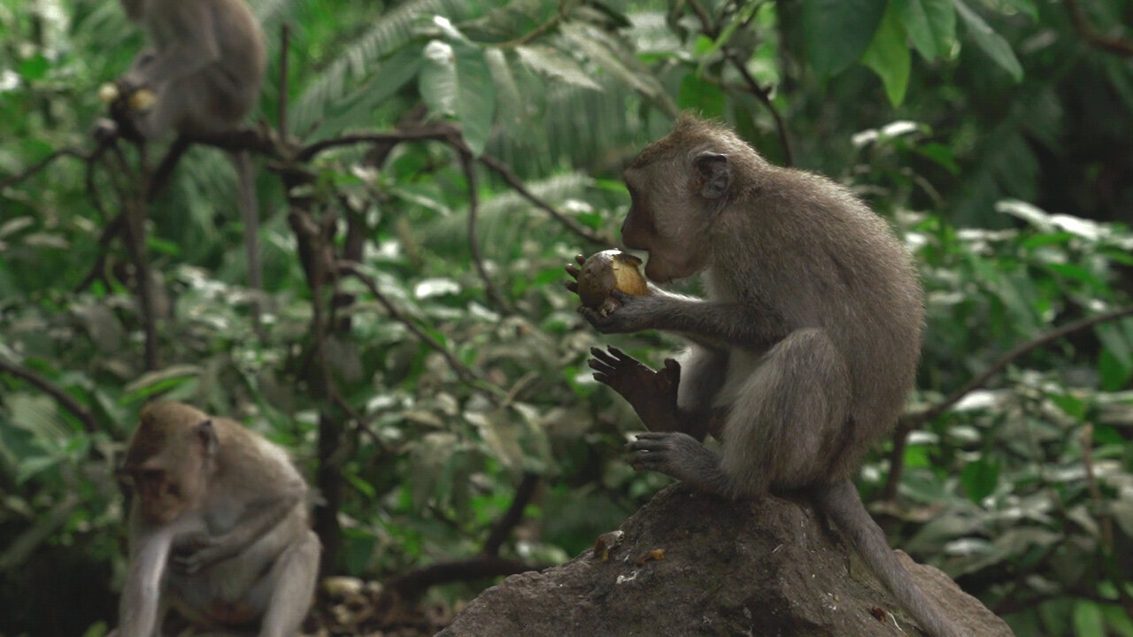 Monkey Peeling a Fruits!