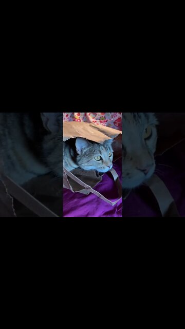 cat in a bag