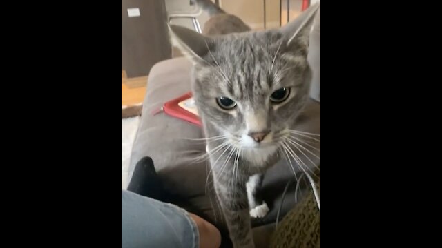 When cats get angry at you! Watch the reaction