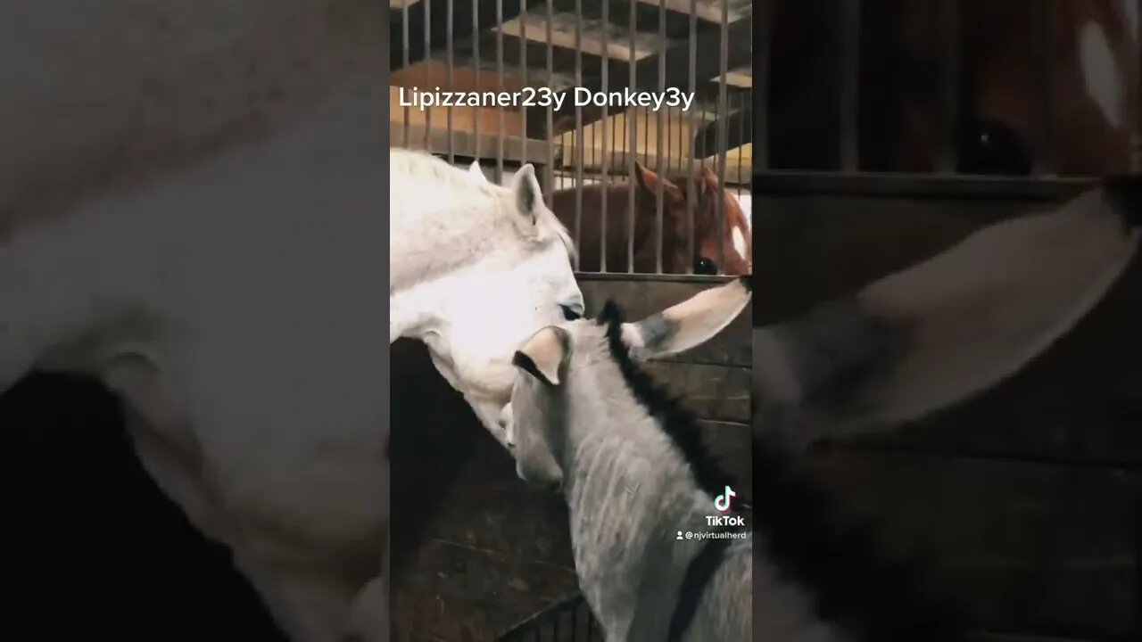 Dane and GusArchie Horseplay (Donkey play?) #horseplay #donkey #lipizzaner #newjerseyvirtualherd