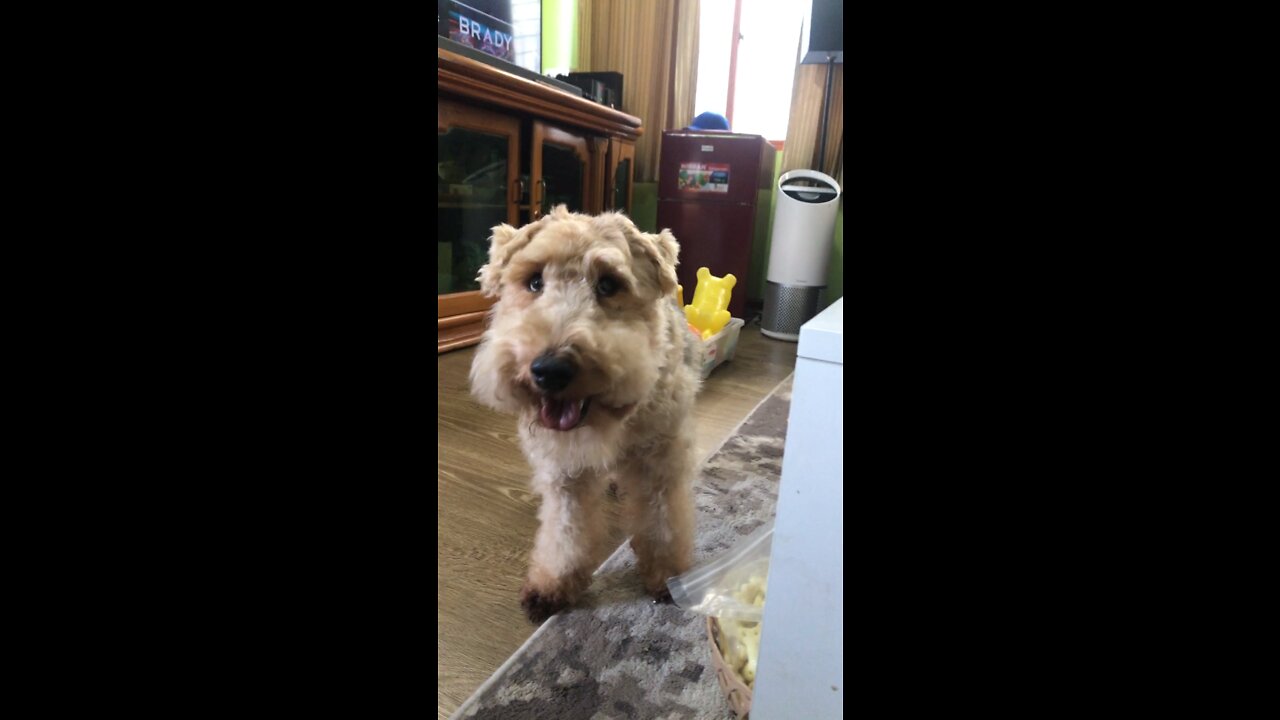 Oscar is back from the Dog Kettle