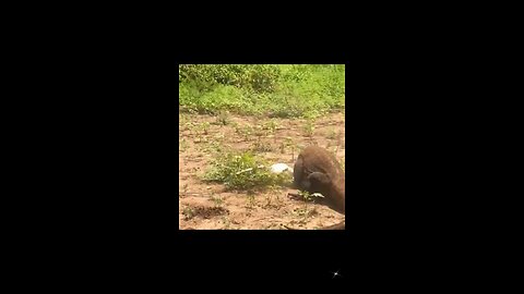 Komodo Dragon eats a goat alive!