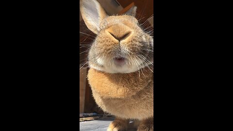 Rabbit chew