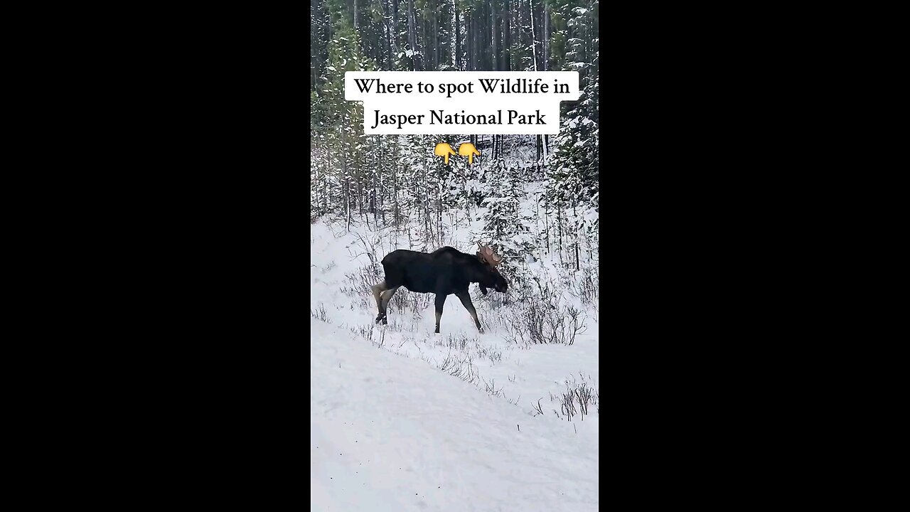 Where to spot Wildlife in Jasper National Park?