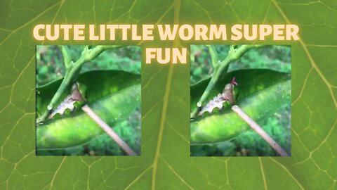 [fun] cute little worm super fun